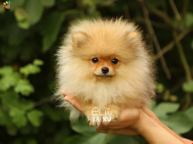 Pomeranian Rita 2