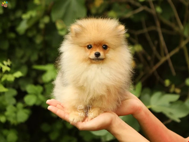 Pomeranian Rita