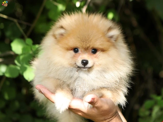 Pomeranian Roxy