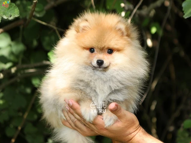 Pomeranian Roxy 1
