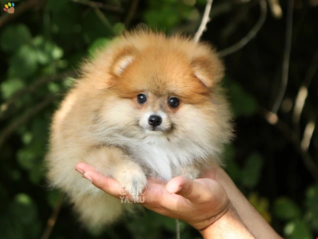 Pomeranian Rylie 1