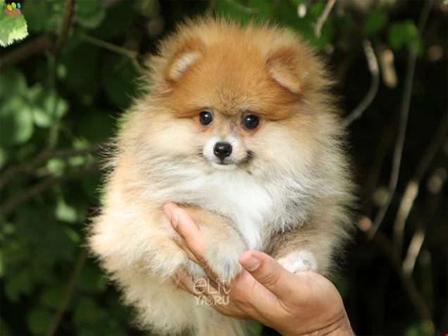 Pomeranian Rylie