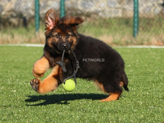 Alman Çoban Köpeği Viktor