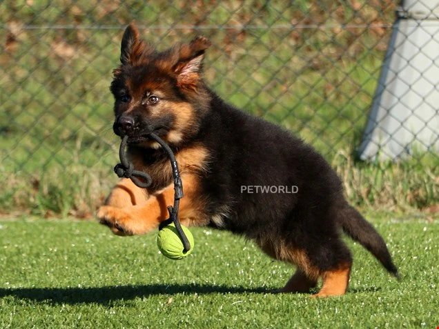 Alman Çoban Köpeği Viktor 1