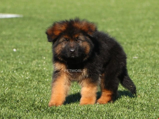 Alman Çoban Köpeği Viktor 2