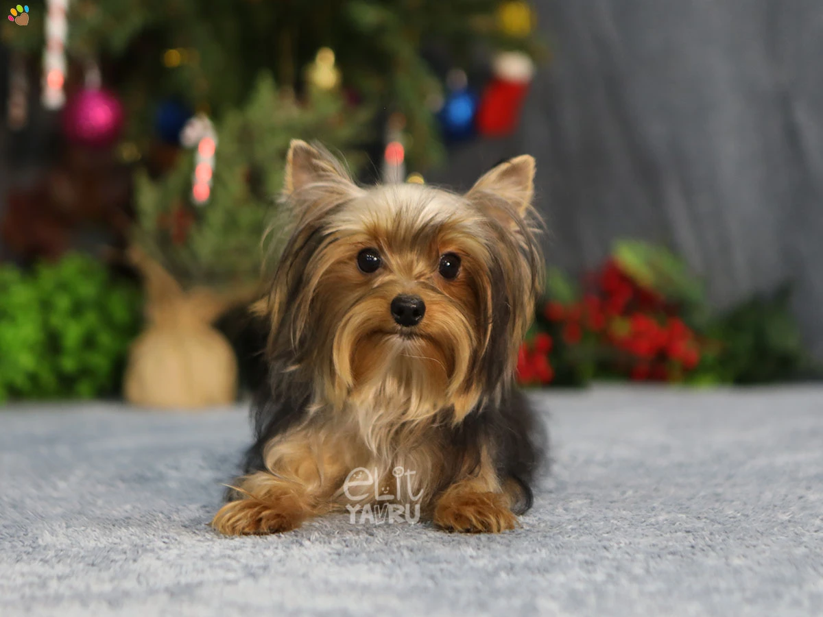 Yorkshire Terrier Sky 2