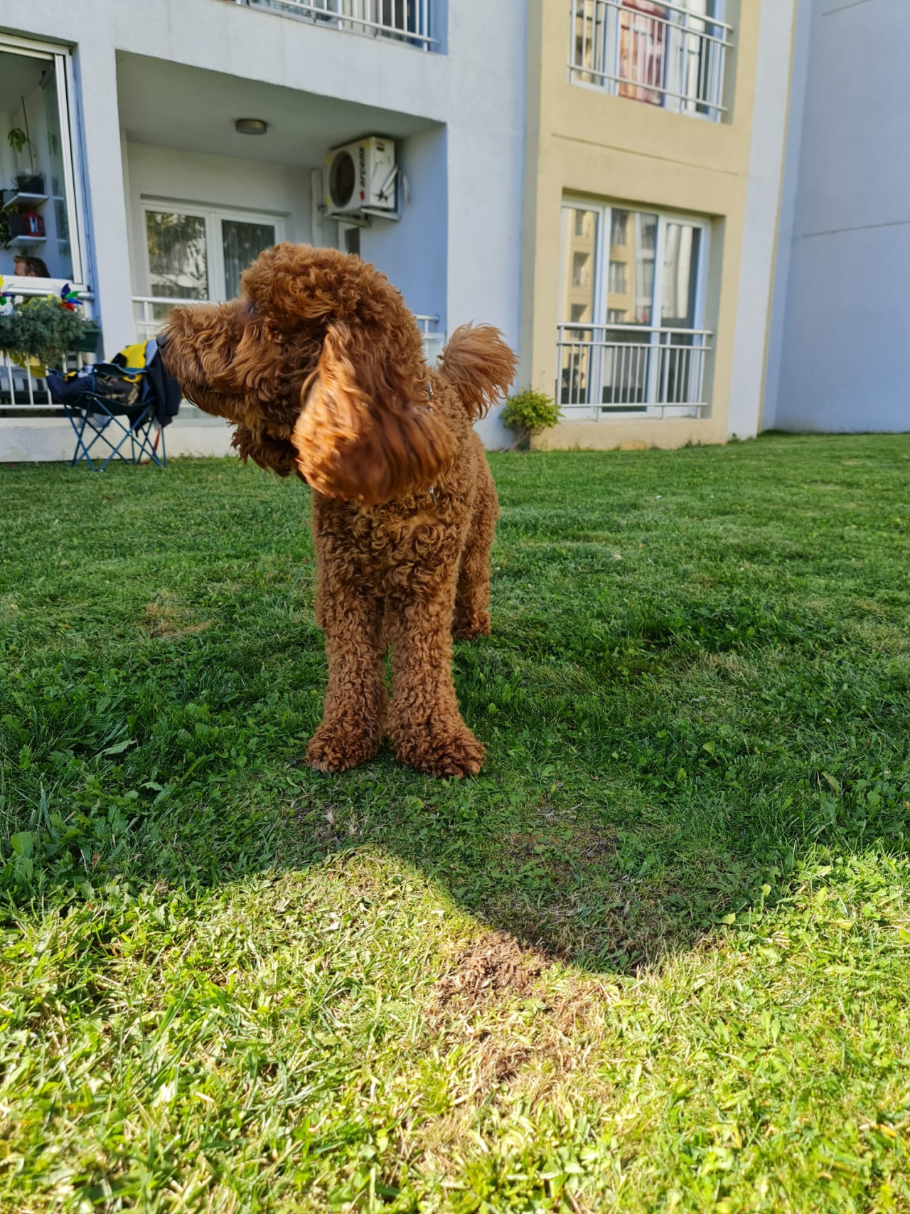Labradoodle oğlumuza eş arıyoruz 3