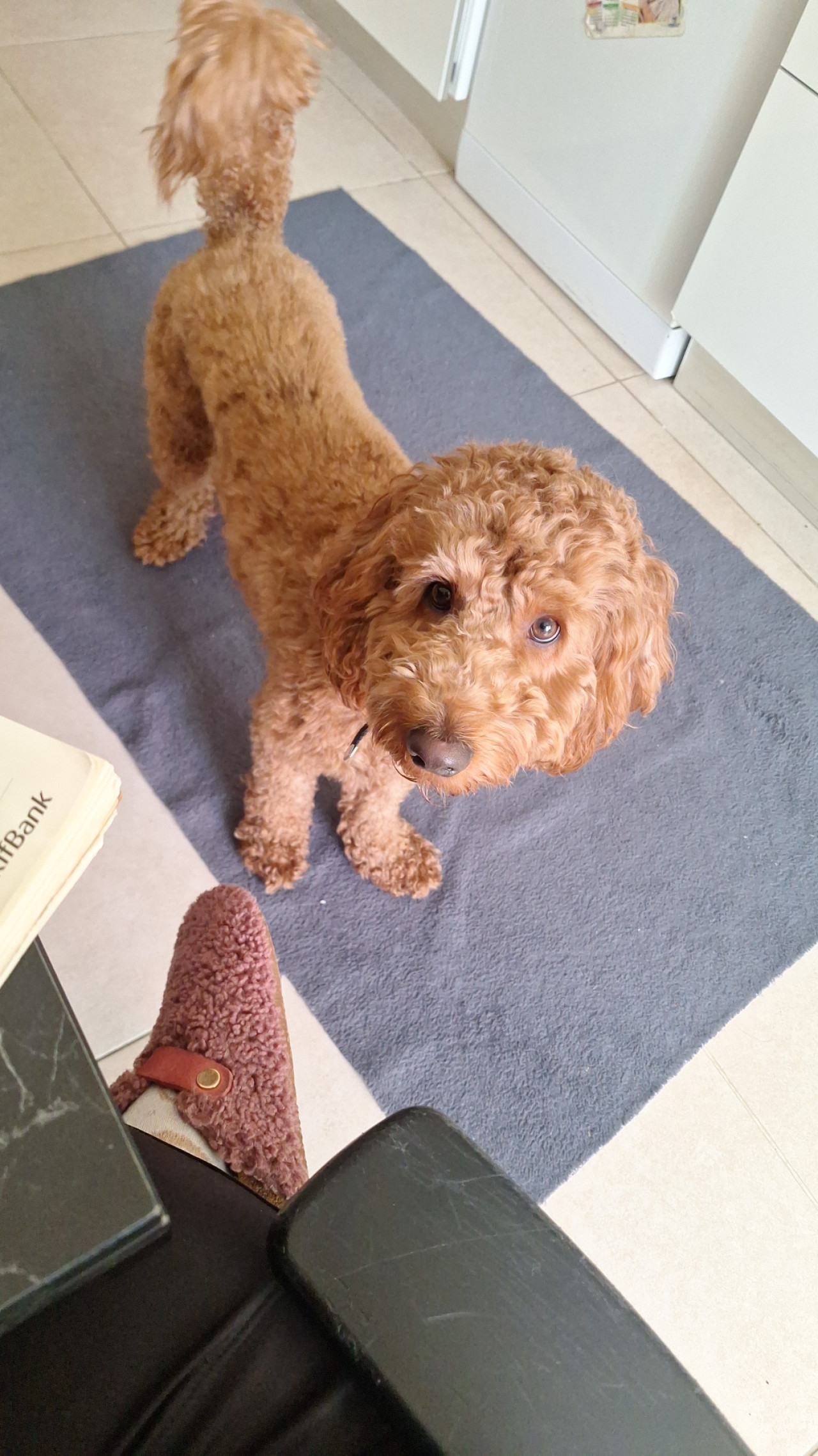 Labradoodle oğlumuza eş arıyoruz 2