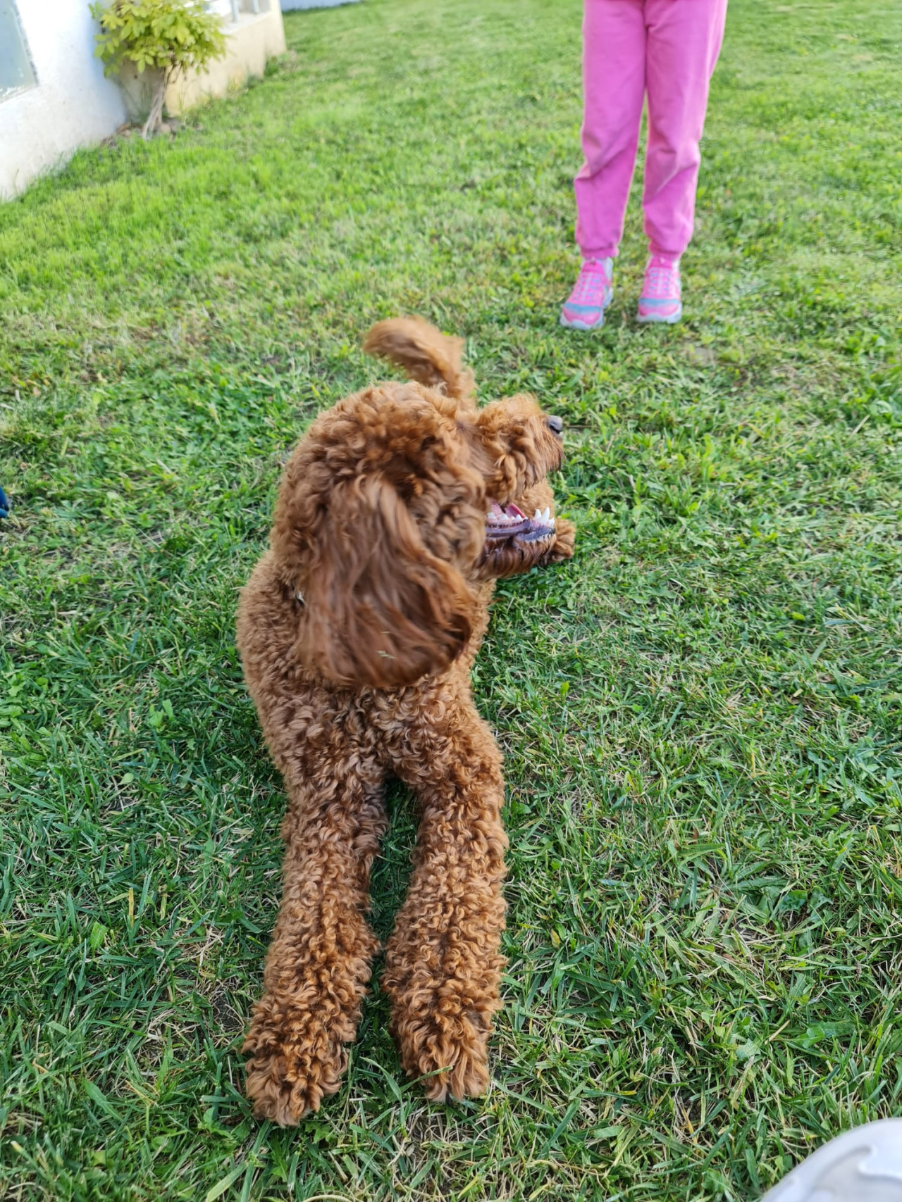 Labradoodle oğlumuza eş arıyoruz 4