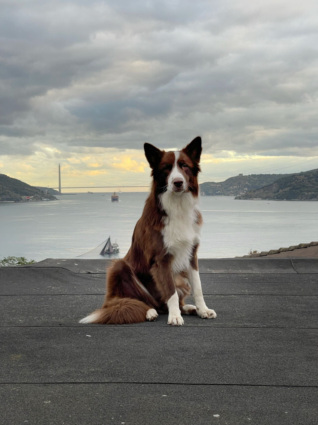 Border Collie oğlumuza eş arıyoruz 2