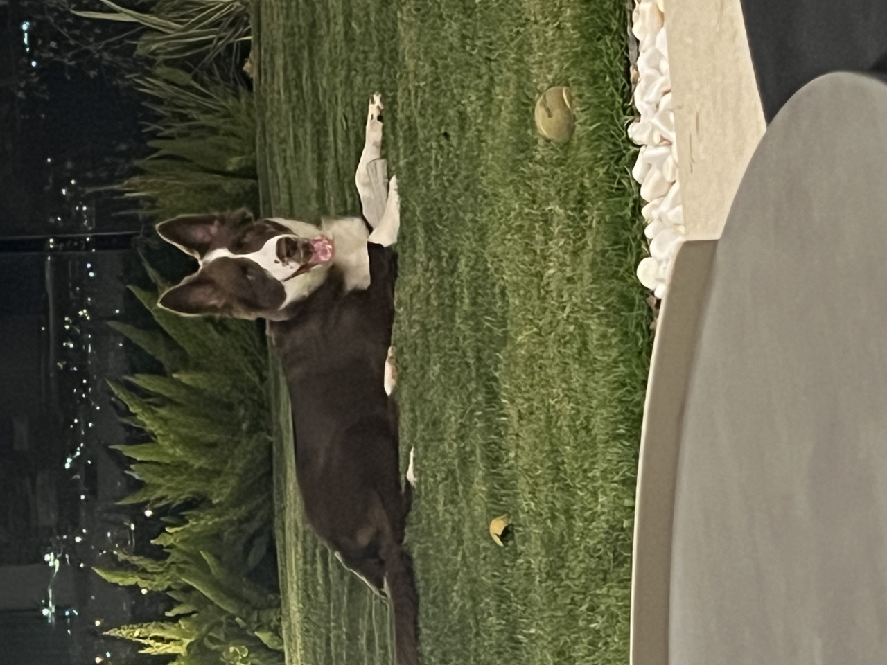 Border Collie oğlumuza eş arıyoruz 3