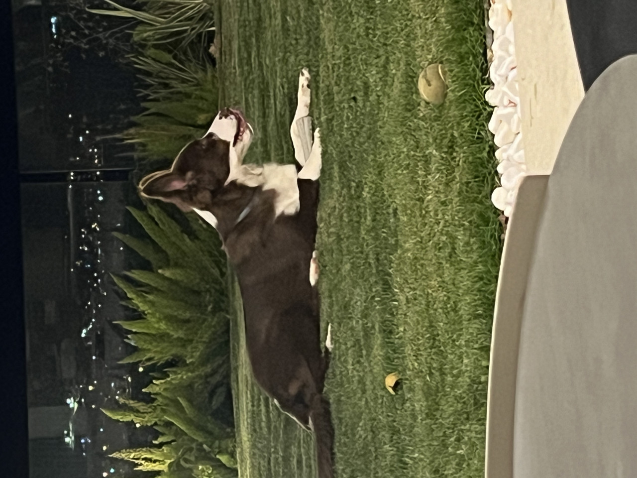 Border Collie oğlumuza eş arıyoruz 4