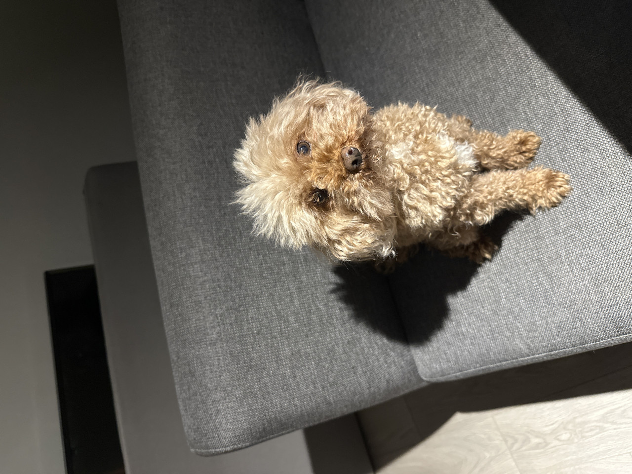 Toy poodle