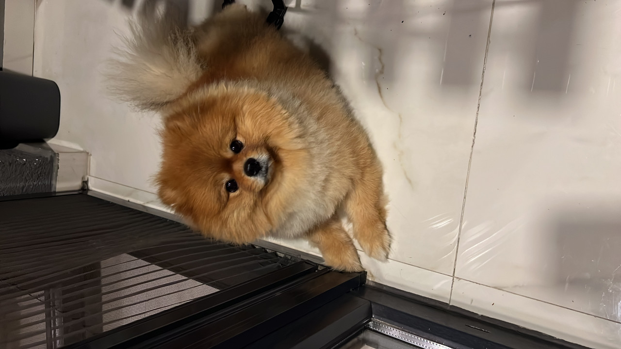 Pomeranian erkek 2 yaş 2
