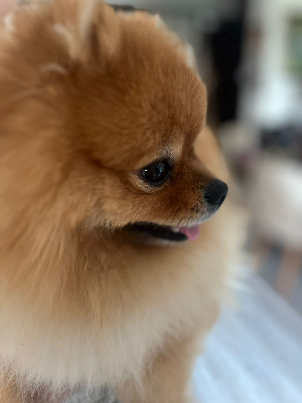 Pomeranian erkek 2 yaş