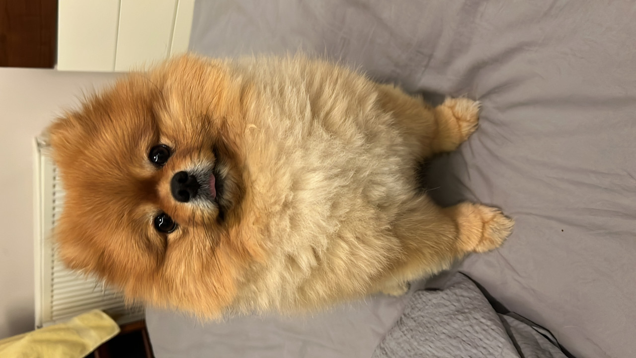 Pomeranian erkek 2 yaş 3