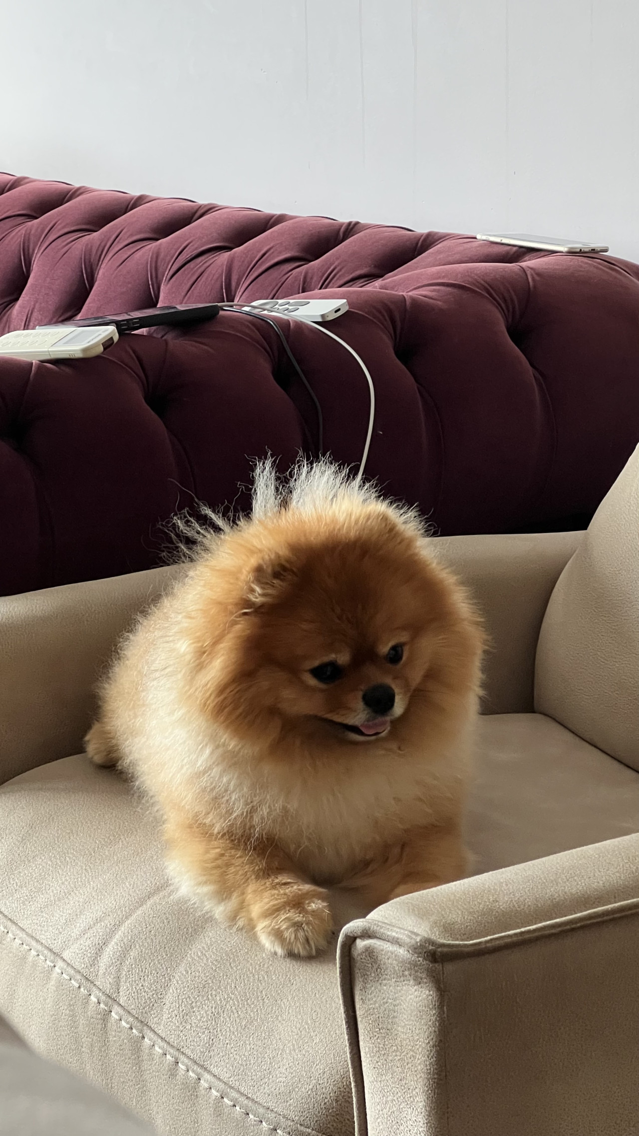 Pomeranian erkek 2 yaş 4