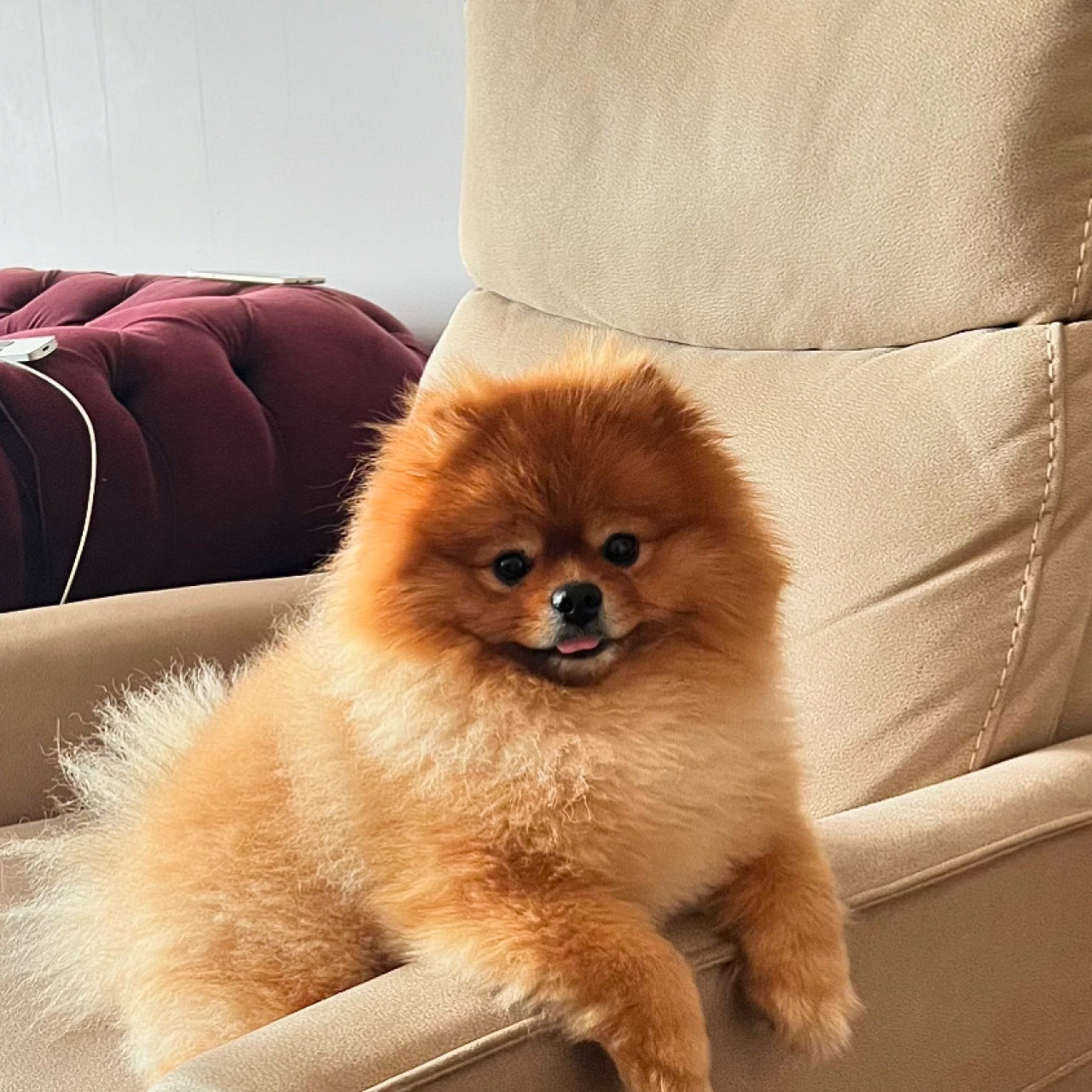 Pomeranian erkek 2 yaş 5