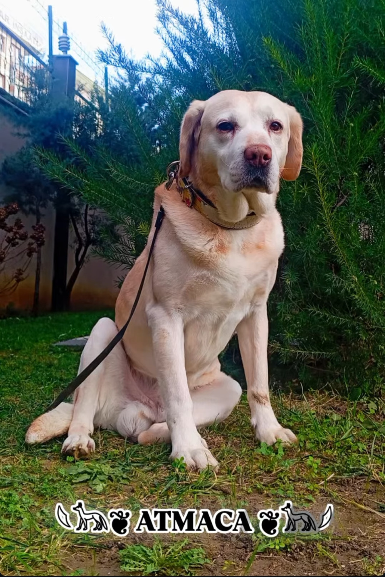 Labrador
