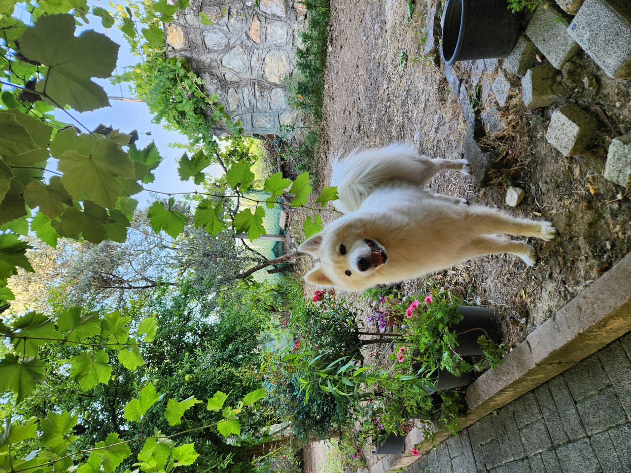 Erkek samoyed