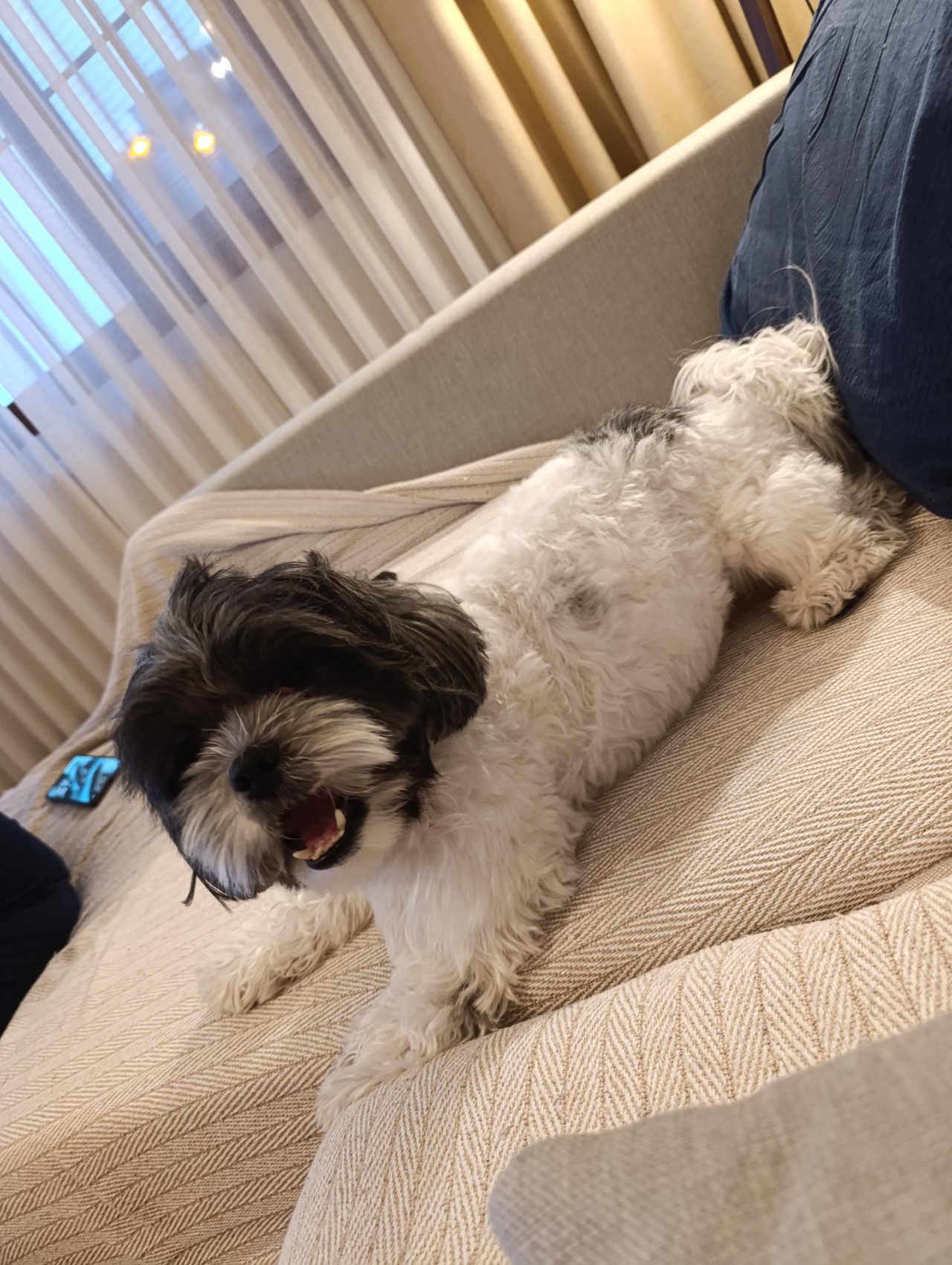 17 Aylık Erkek Shih Tzu Eş Arıyorum