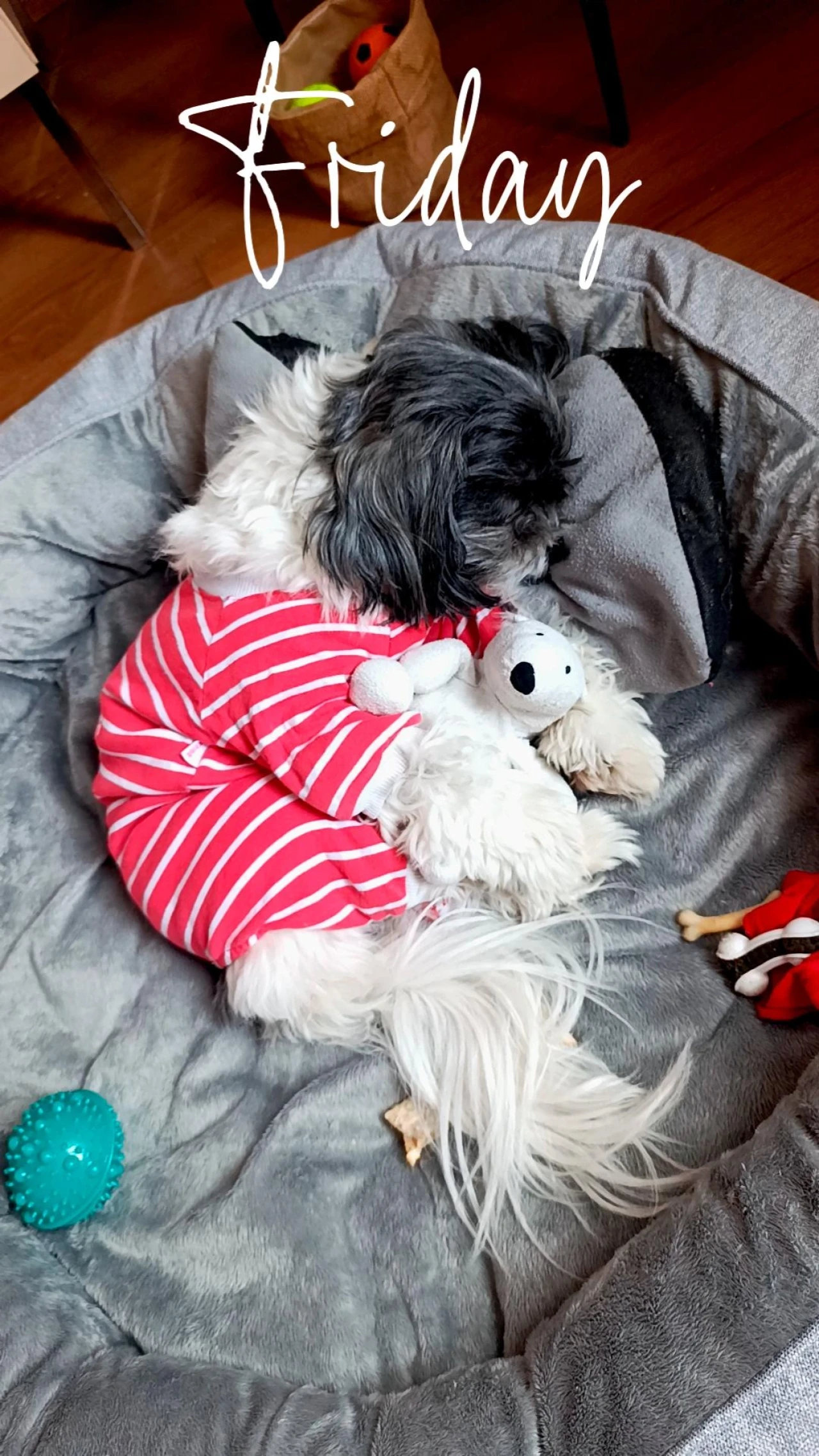 17 Aylık Erkek Shih Tzu Eş Arıyorum 3