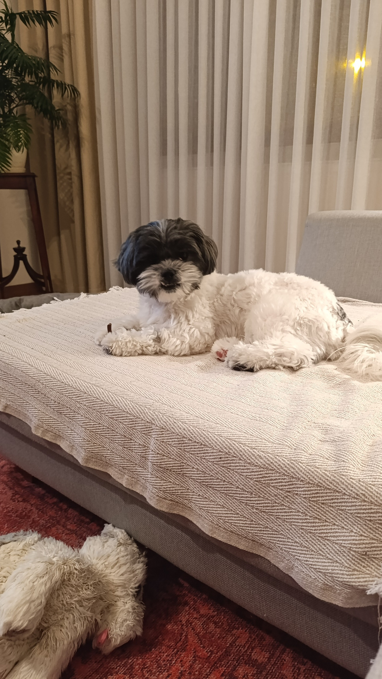 17 Aylık Erkek Shih Tzu Eş Arıyorum 2
