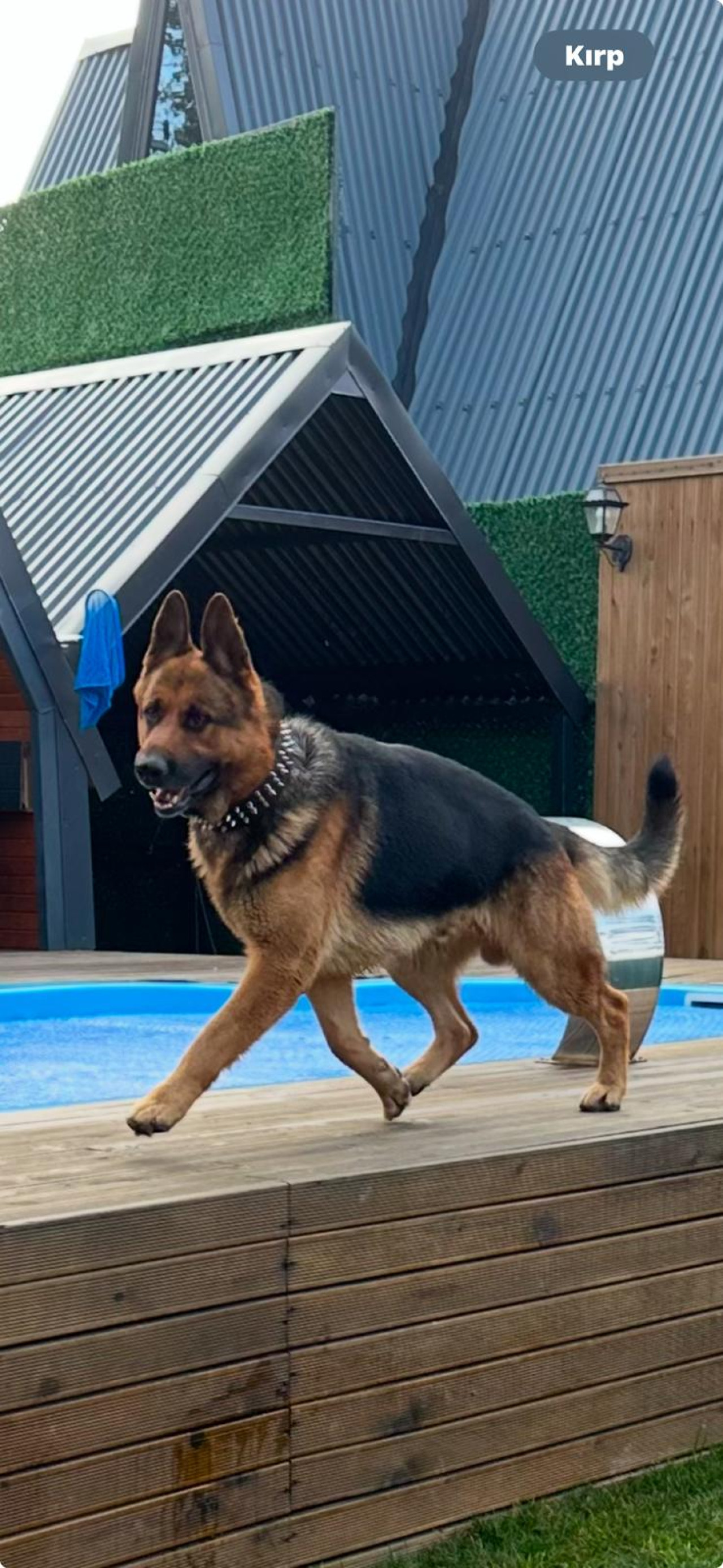 Alman çoban köpeği