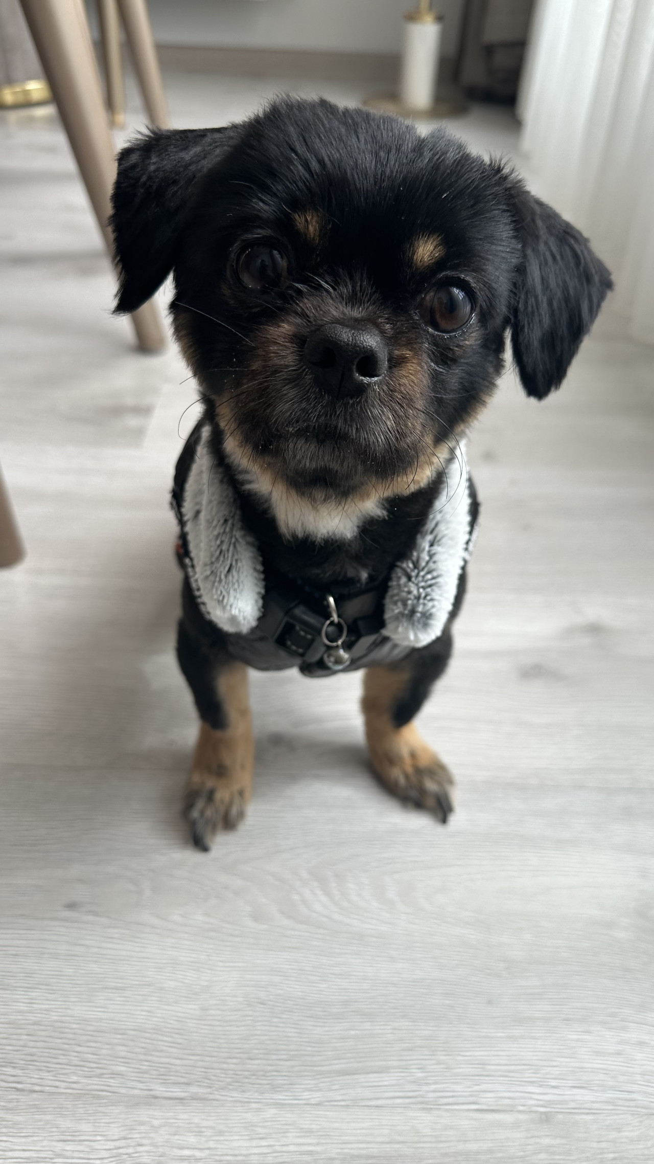 Pekingese