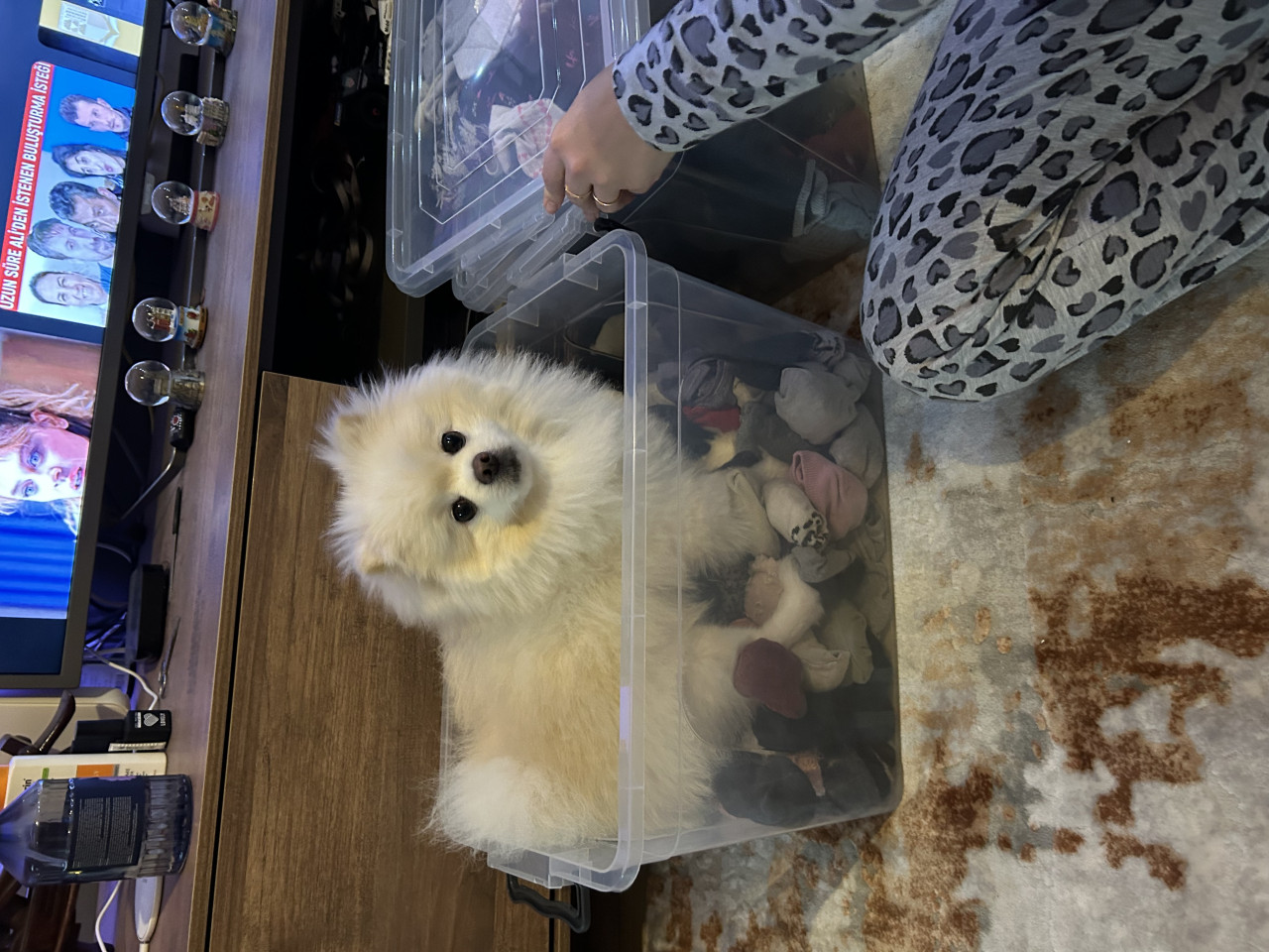 Pomerian Erkek