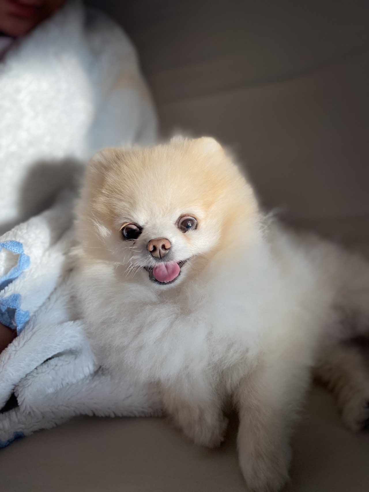 TEACUP POMERİAN OĞLUMA EŞ ARIYORUZ