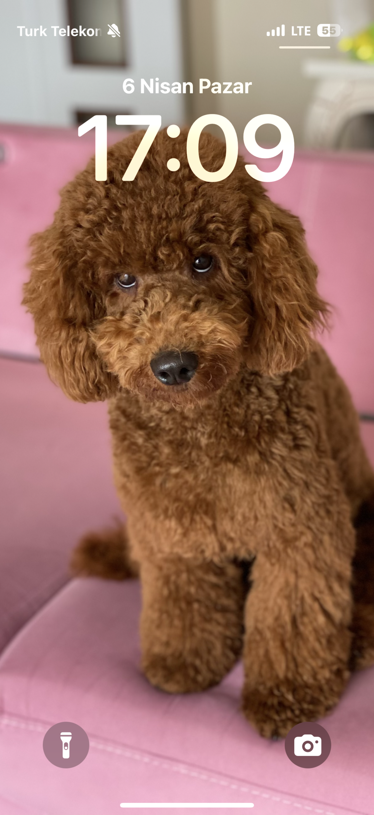 Poodle 11kg