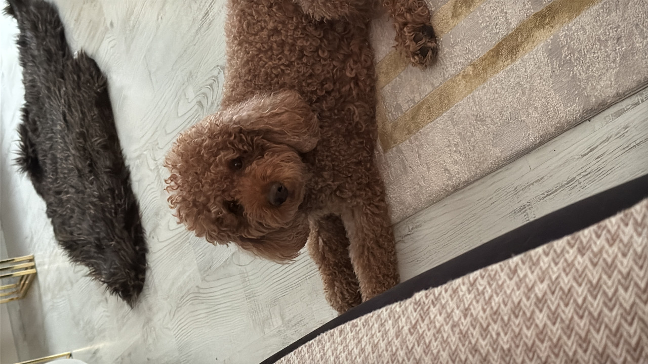 Poodle 11kg 2