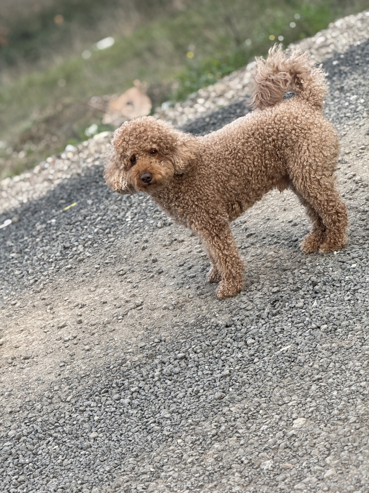 Poodle 11kg 3
