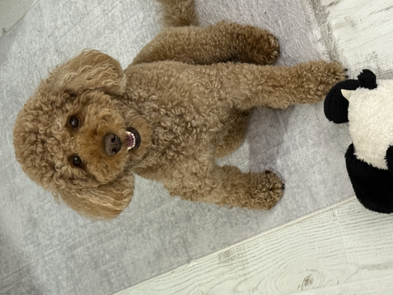 Poodle 11kg 4