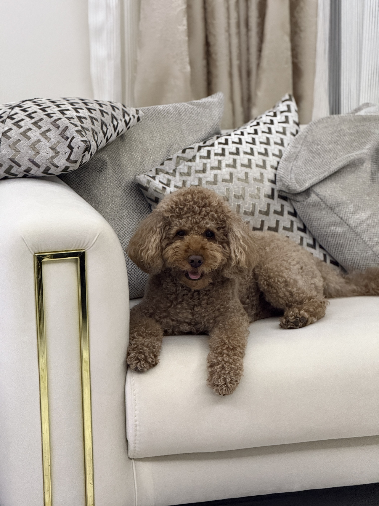 Poodle 11kg 5