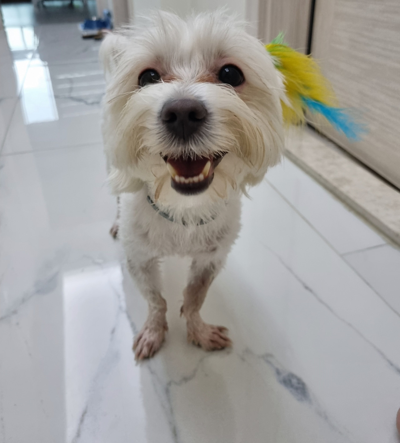 Köpeğime eş ariyorum 2