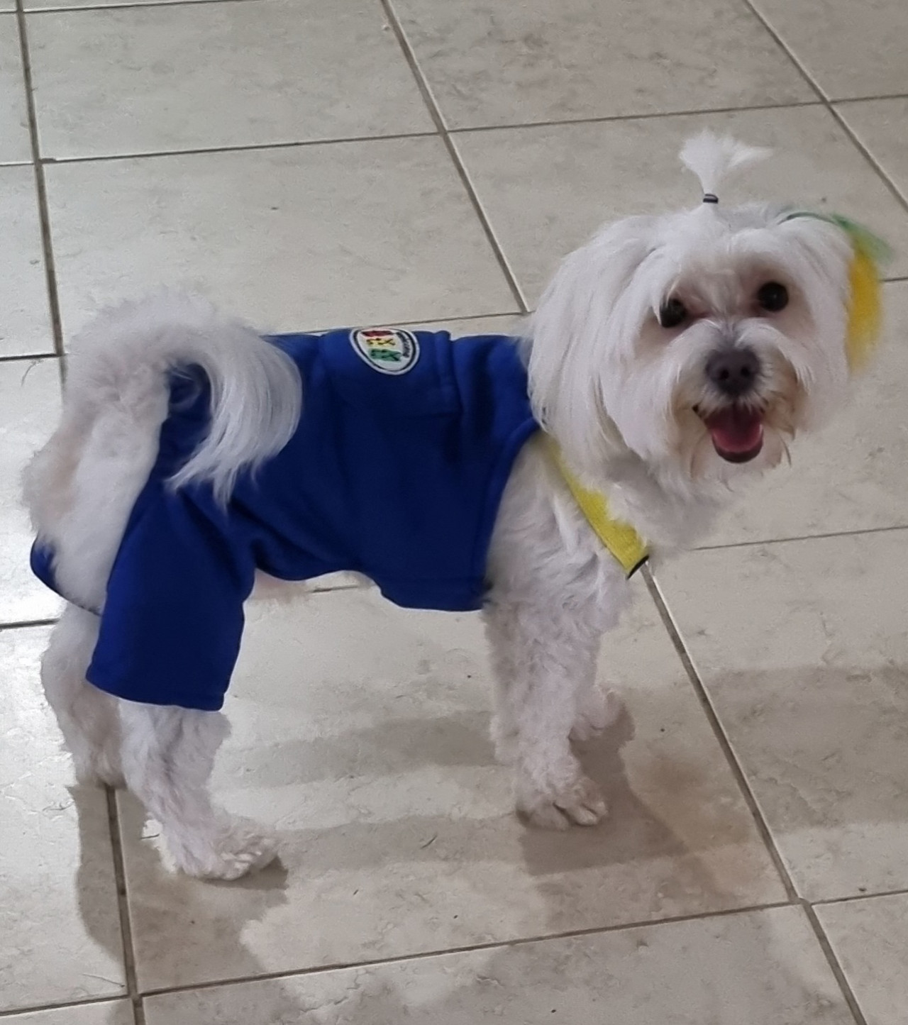 Köpeğime eş ariyorum
