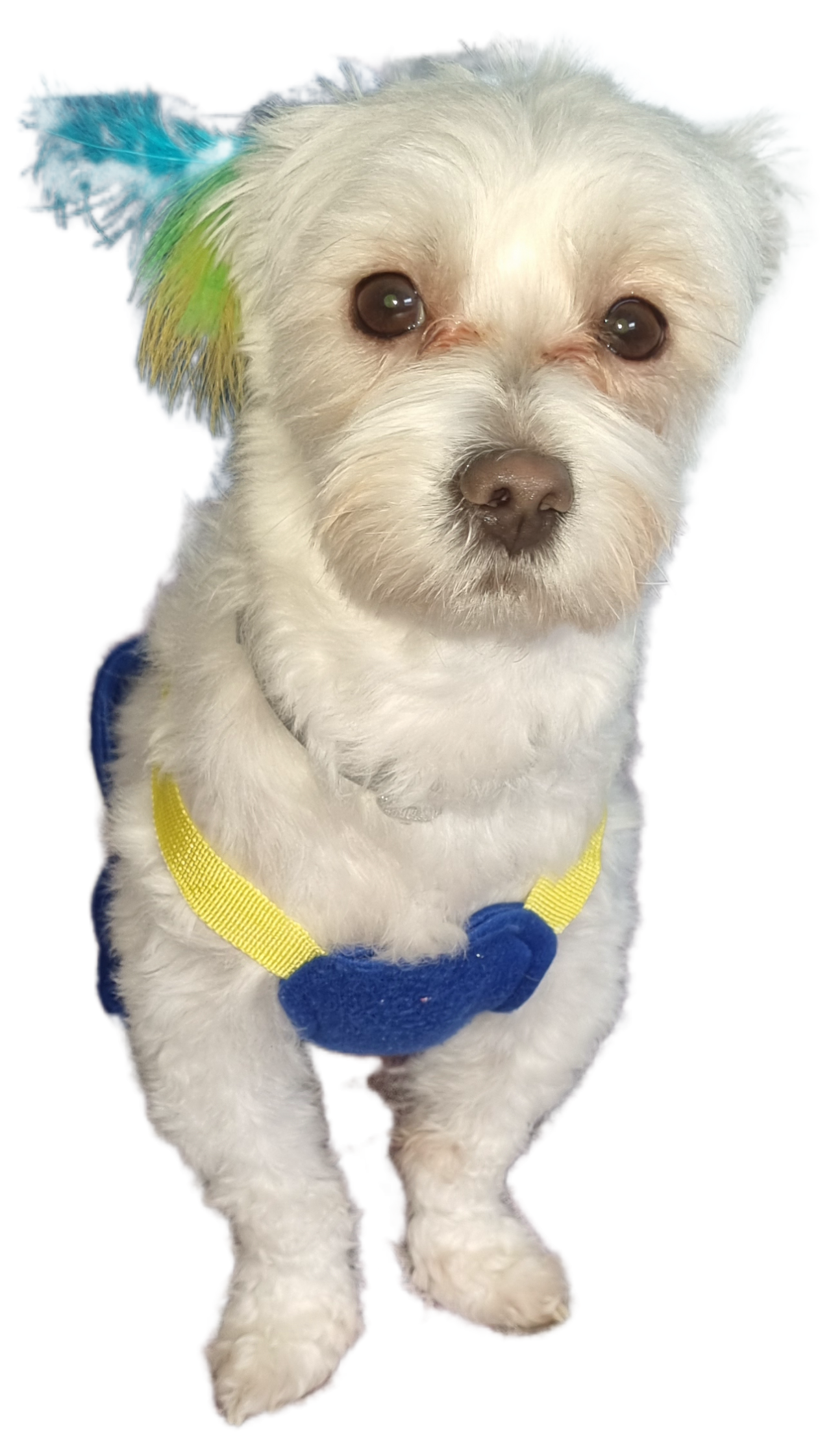 Köpeğime eş ariyorum 3