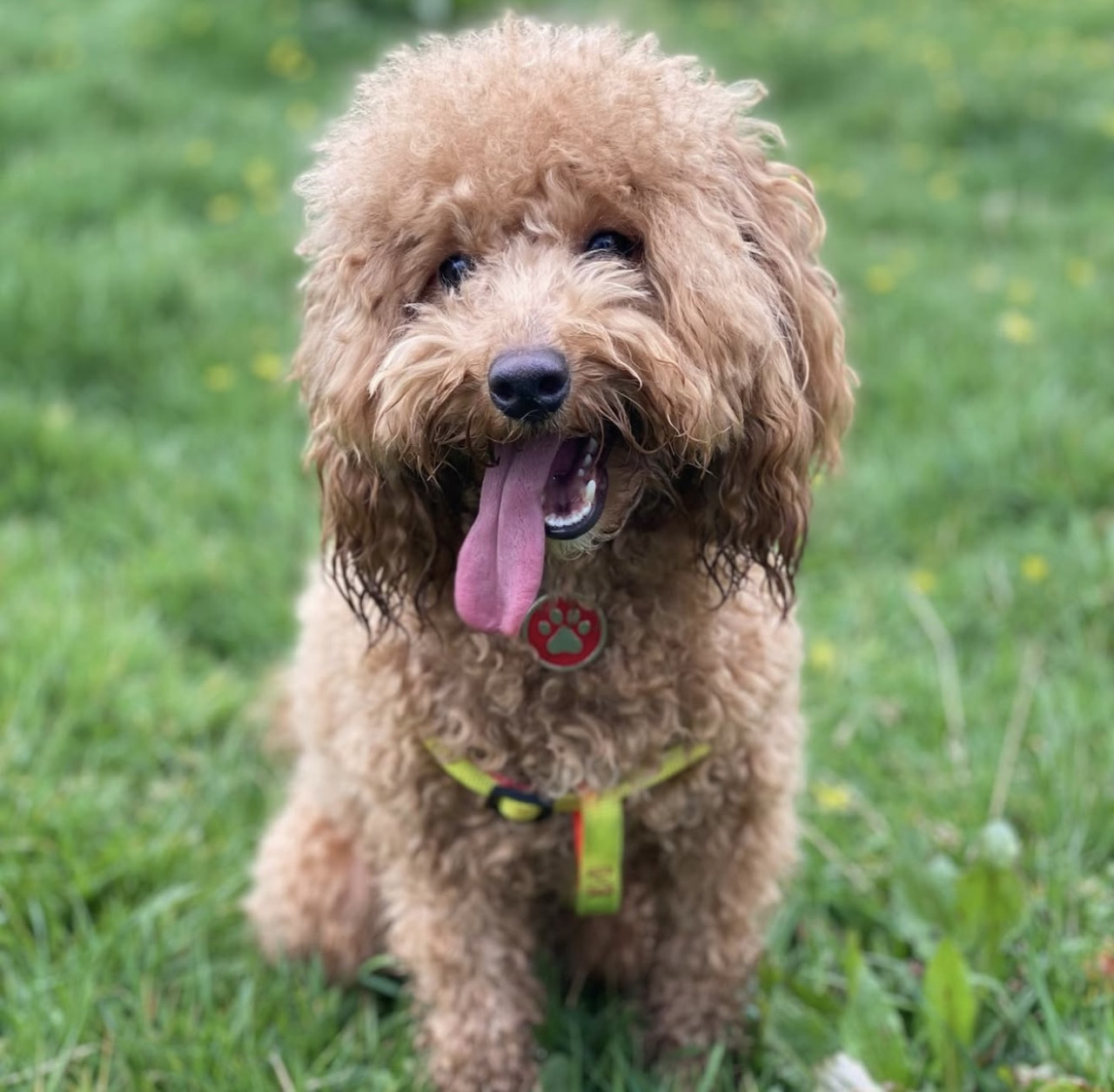 Toy Poodle 5.5 kg