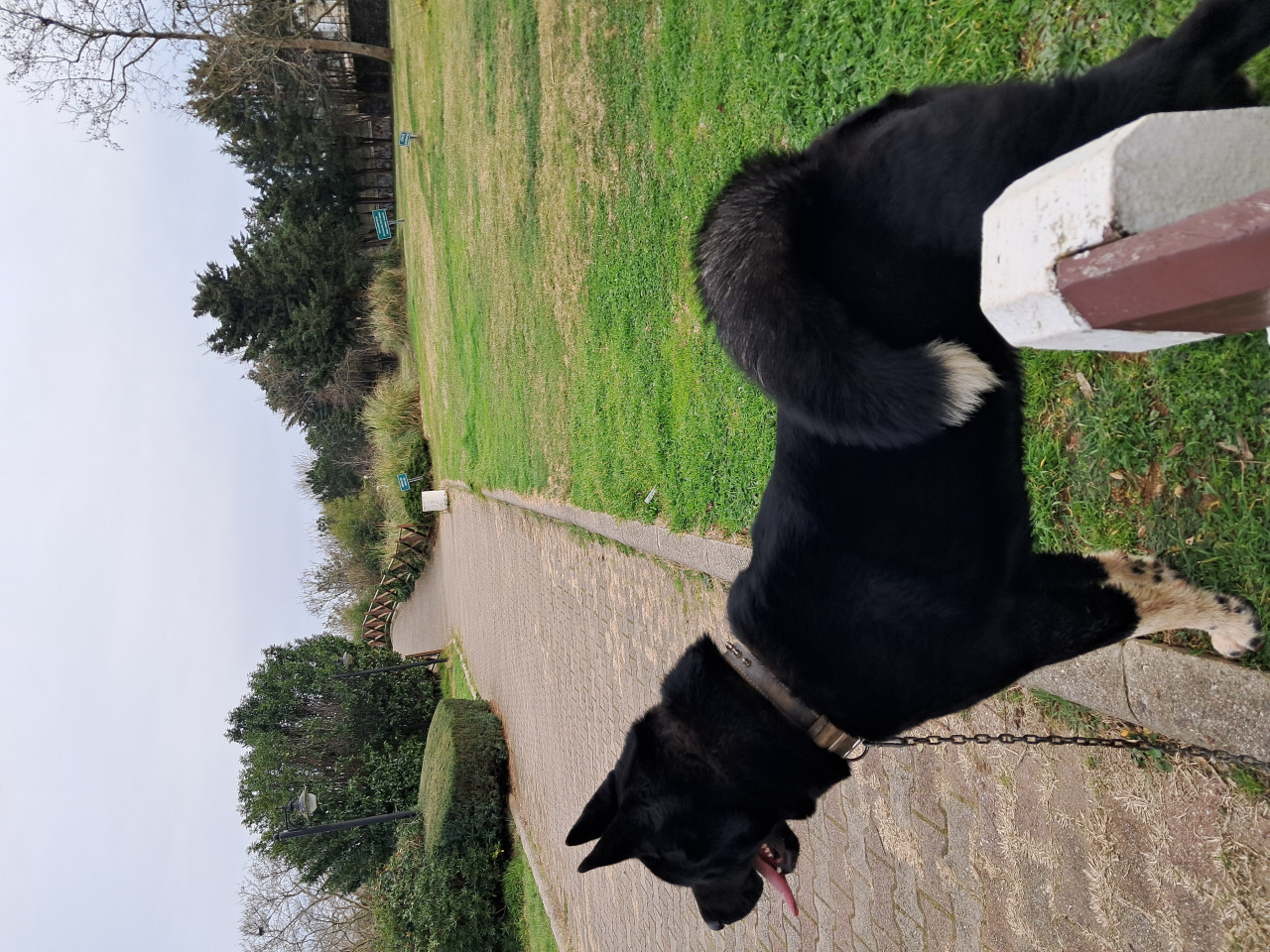 Amerikan akita 3