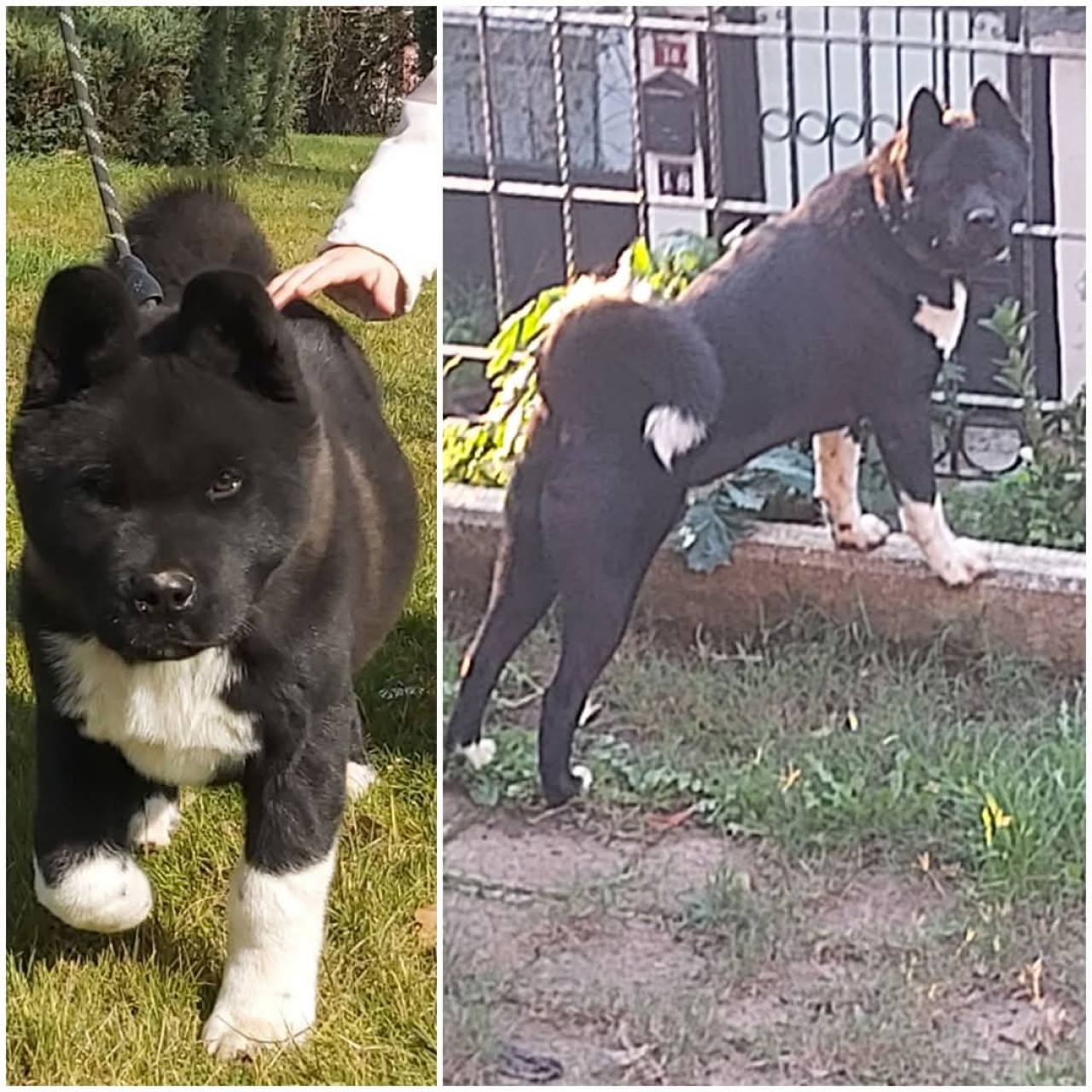 Amerikan akita 2