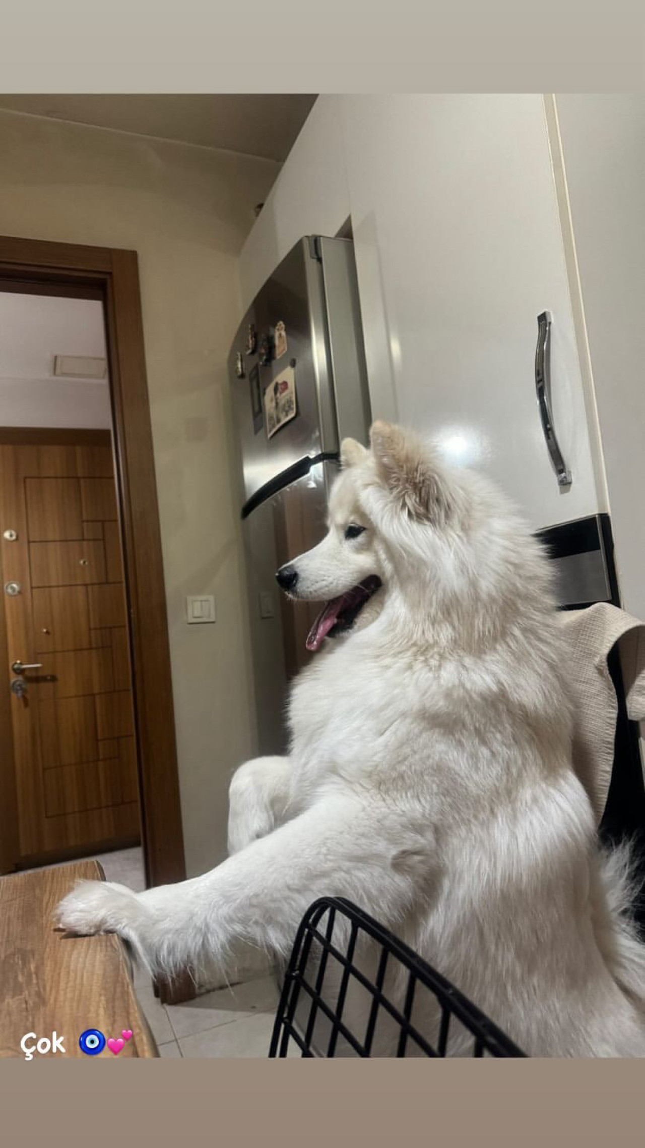 Dişi Samoyed
