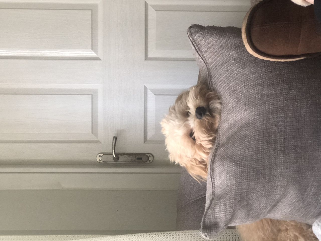 Maltipoo 2