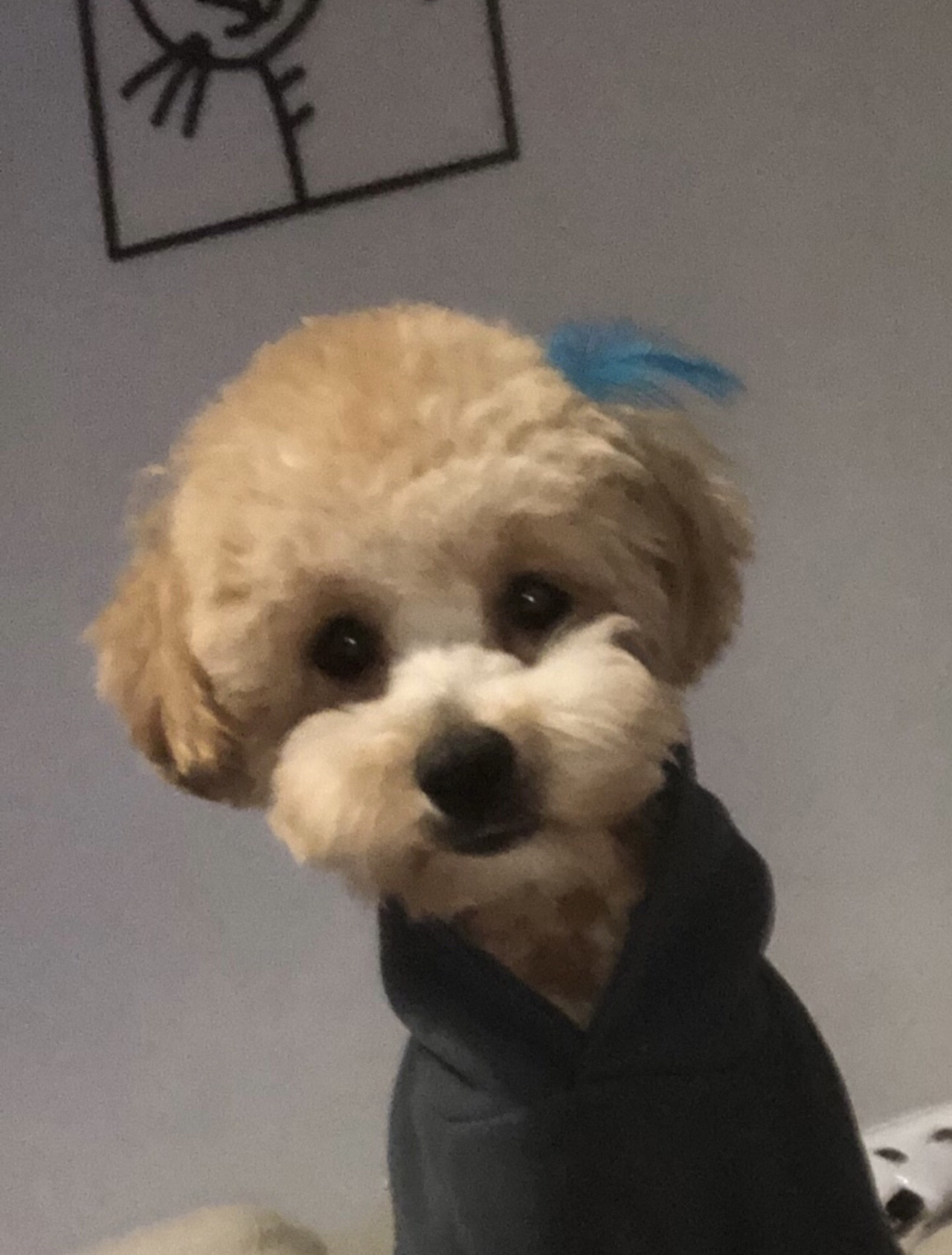 Maltipoo
