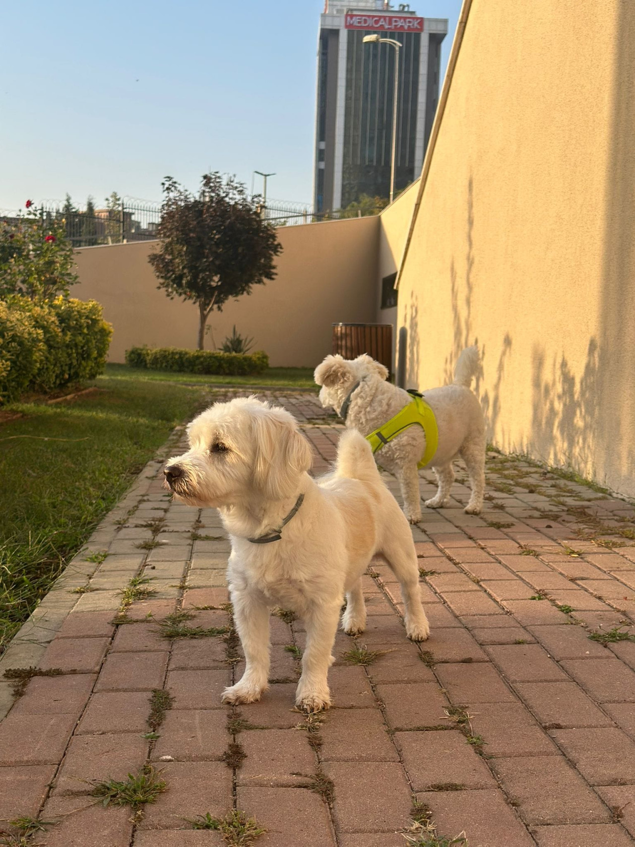 Hem Sempatik, Hem Yakışıklı 4