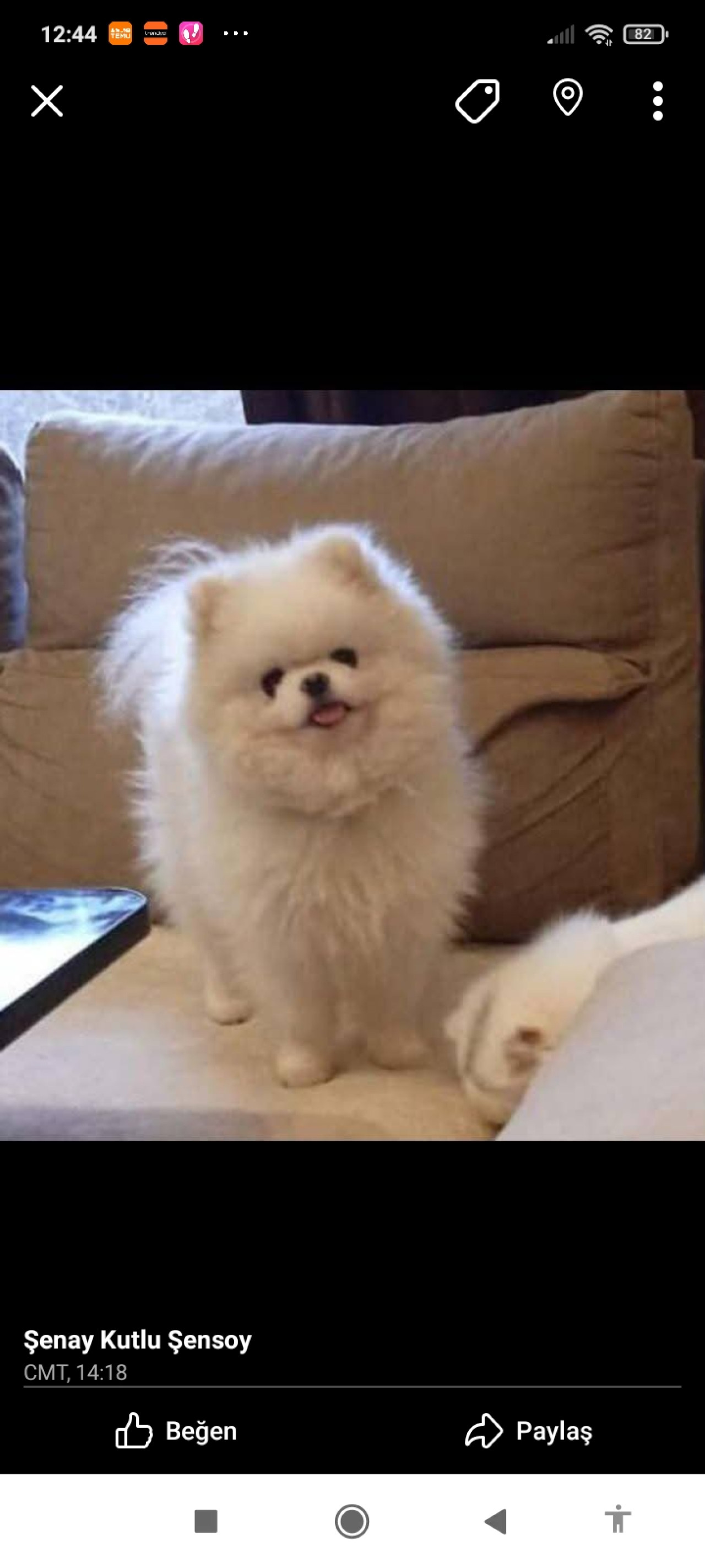 Pomeranian 1