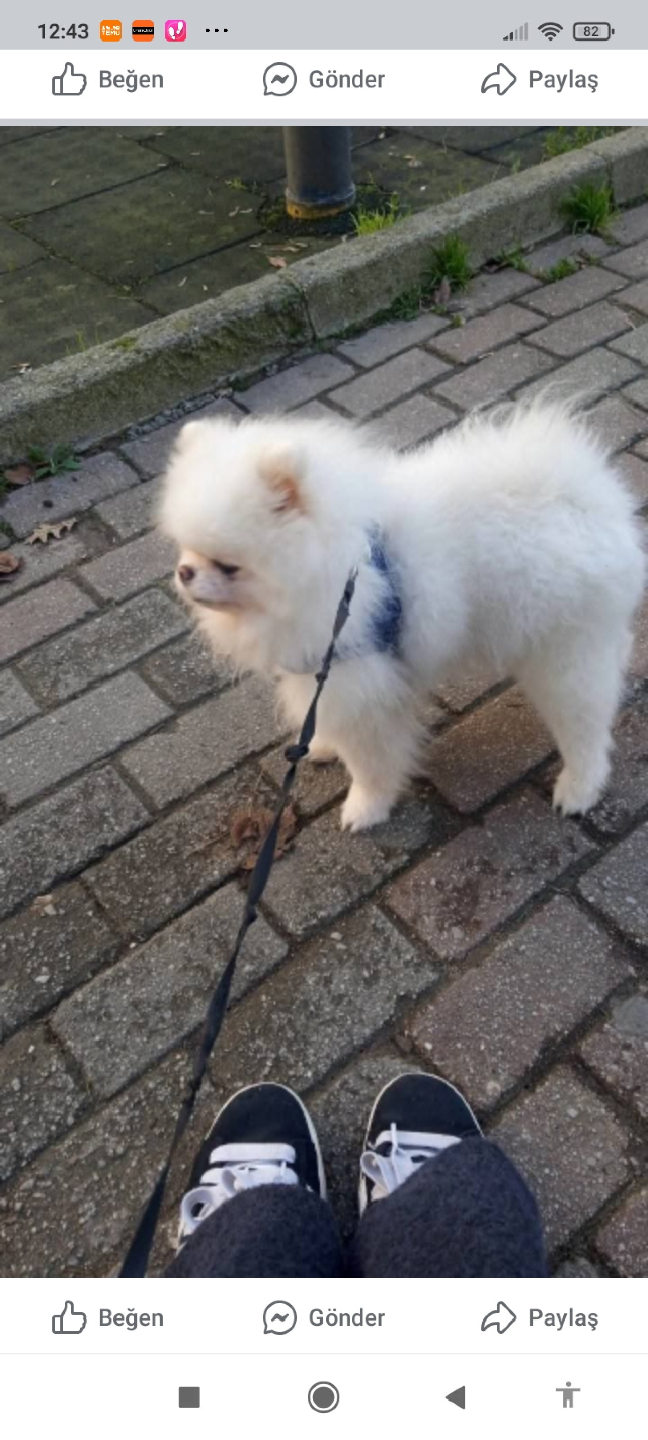 Pomeranian 2