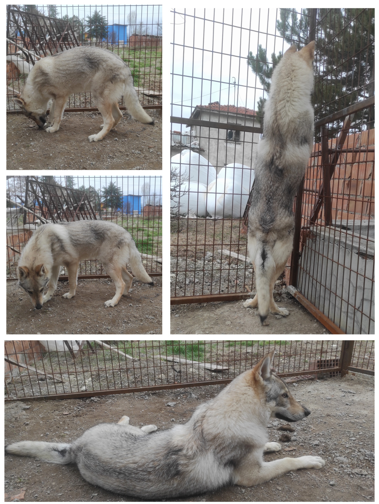 Wolfdog cinsi kızıma eş arıyorum.