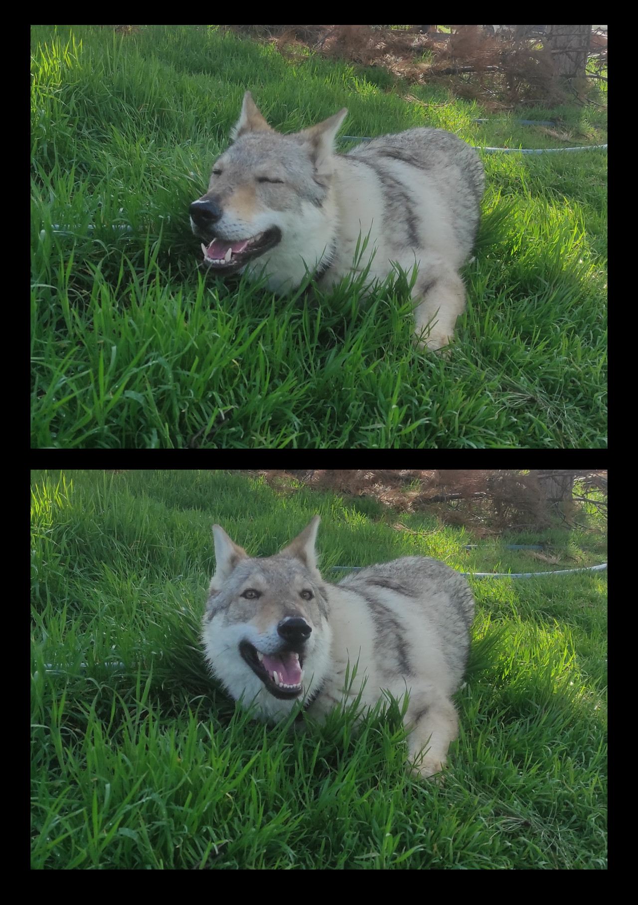 Wolfdog cinsi kızıma eş arıyorum. 2